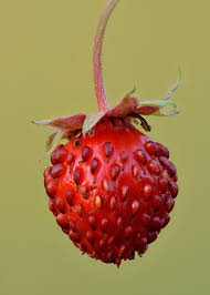 frutilla del bosque